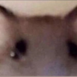 Meet your Posher, Julian